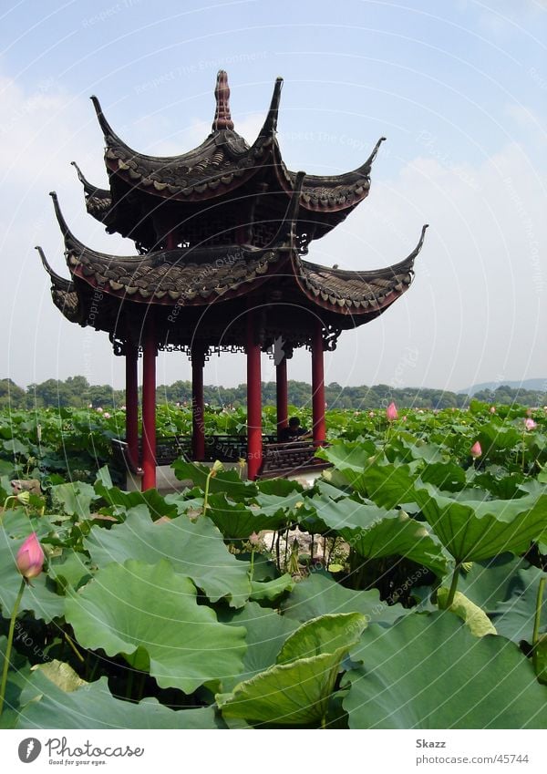 Pavilion in the Lotus Sea China Calm Harmonious Success Nature Idyll