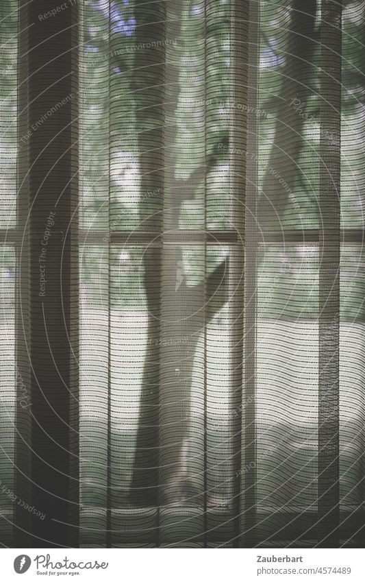 Tree stands in front of a curtained window Curtain Window overcast Waves Stripe Shadow Light Drape Cloth crease Folds Textiles shady Screening Sunlight Retreat