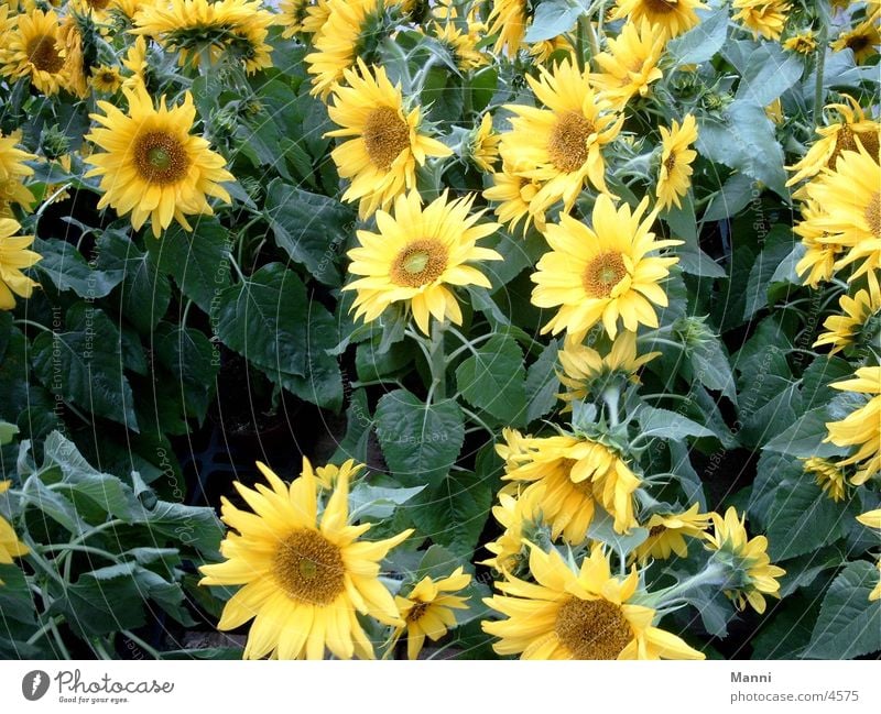 sunflowers Sunflower