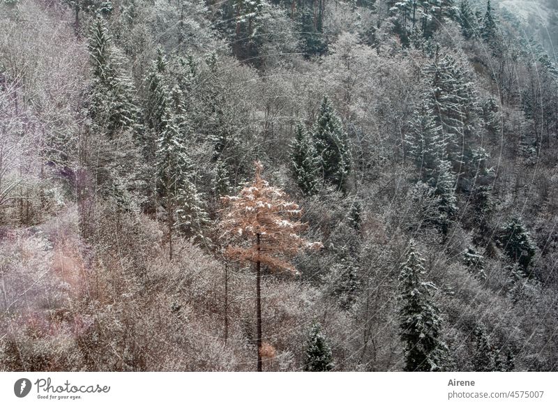 the individualist Mountain forest Winter Snow firs fir forest Coniferous trees Coniferous forest Larch snowy winter mountain hillside Alps Tyrol Red Green White
