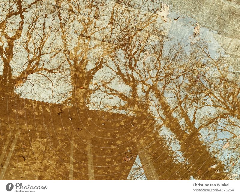 surreal | bare trees and a building with big windows are reflected in a puddle puddle mirroring reflection Reflection Puddle Water Winter Autumn Wet Window