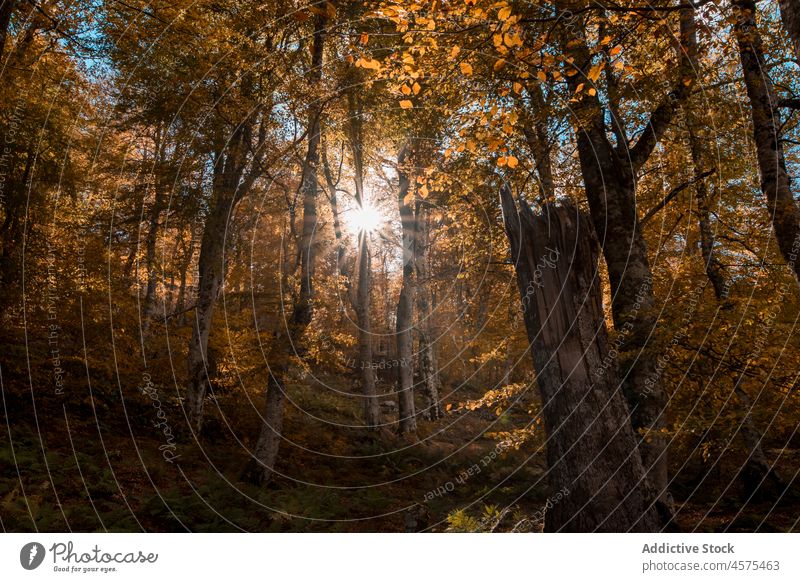 Forest with shiny sun in fall forest nature fern leaf woodland sunshine tree woods grass green picturesque autumn spain peaceful cantabria thicket calm