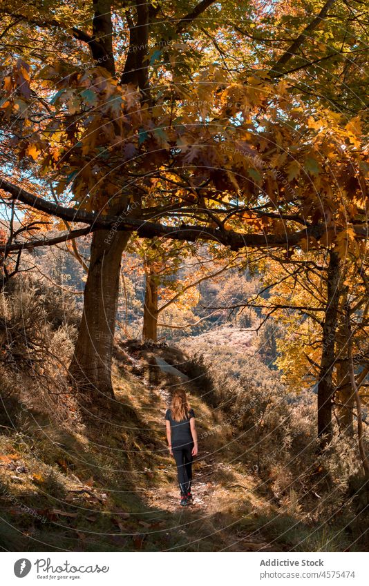 Unrecognizable lady walking in autumn woods woman hiker nature trekking forest woodland tree travel female explore trip wanderlust adventure spain tourist