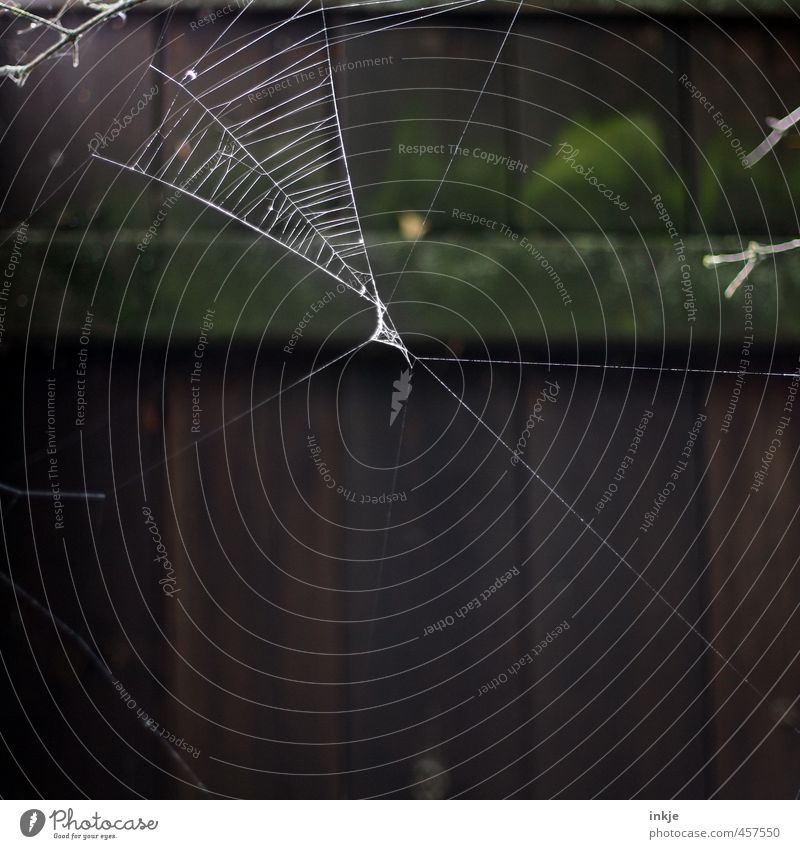 9:52 a.m. Garden Deserted Fence Spider's web Cobwebby Net Network Hang Dark Thin Disgust Broken Natural Diligent Endurance Unwavering Beginning Effort Precision