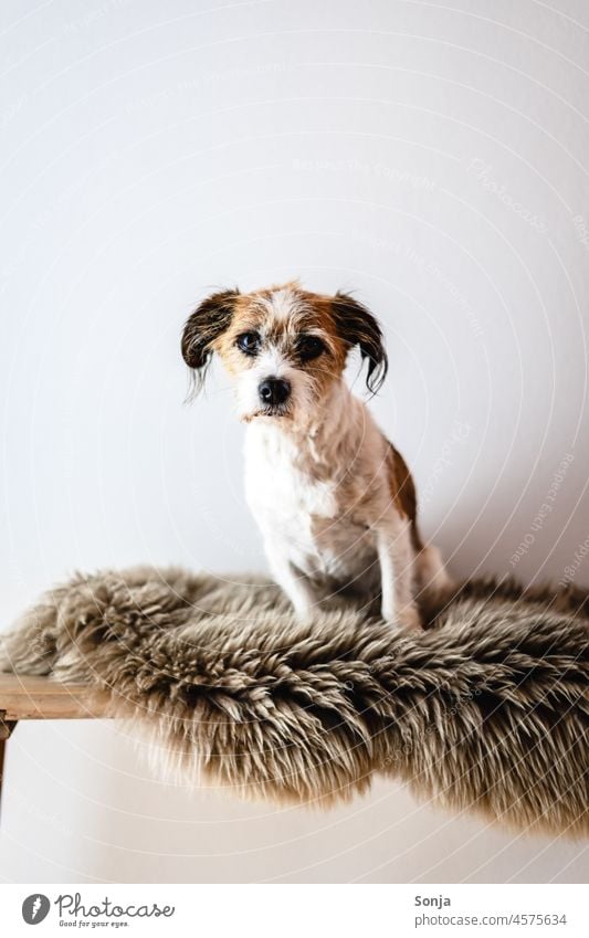 A small terrier dog sits on a brown lambskin and looks into the camera Dog Pet Animal Sit see Cozy hygge Winter Small Terrier Jack Russell terrier intelligent
