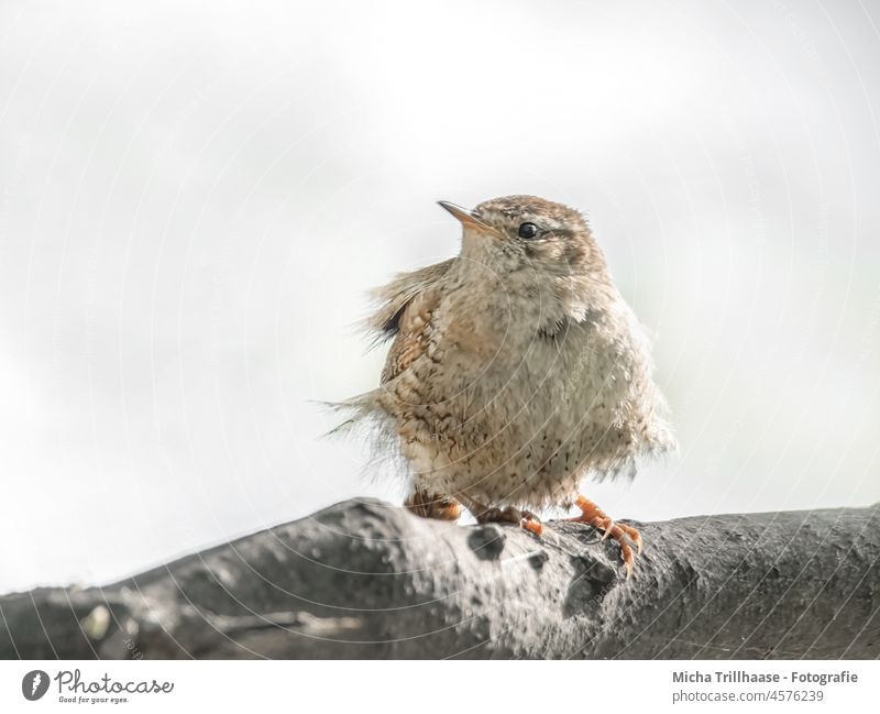 Wren tousled by the wind wren Troglodytes troglodytes troglodytes Bird Head Beak Eyes Feather Plumed Disheveled windy Judder Grand piano Animal face Claw