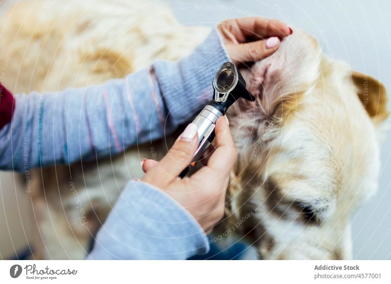 Anonymous veterinarian examining ear of dog with otoscope veterinary golden retriever procedure examine check up inspect clinic animal pet woman canine mammal