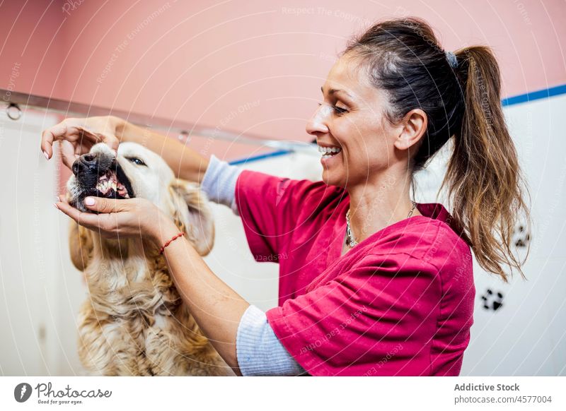 Veterinarian checking teeth of dog veterinarian veterinary golden retriever examine check up clinic animal procedure pet woman canine mammal uniform female