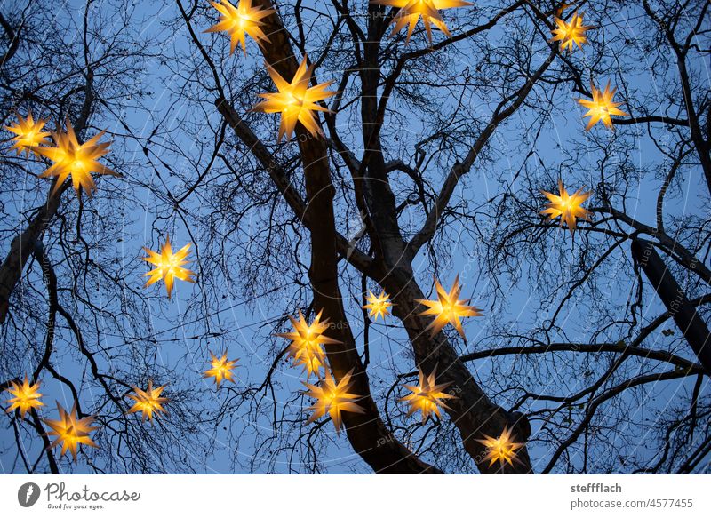 Bright poinsettia decoration in bare trees against dark blue night sky Night Stars Christmas & Advent Illuminate Christmas decoration Christmas star