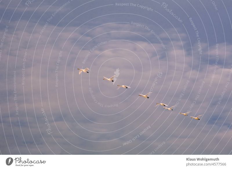 Bewick's swans fly in formation against a slightly cloudy sky, two of them have neck rings Flying Sky Clouds Formation Formation flying Wild Birds Neck ring