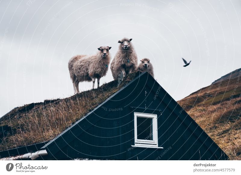 Faroe Islands: Sheep on a house roof look into the camera Territory Slope curt Dismissive cold season Denmark Experiencing nature Adventure Majestic Curiosity
