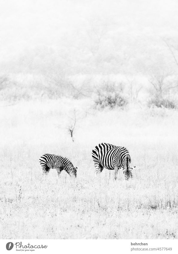 surreal | zebras in the snow Observe Animal family Impressive especially Loneliness Striped Contrast Vacation & Travel Tourism Trip Landscape Nature Environment