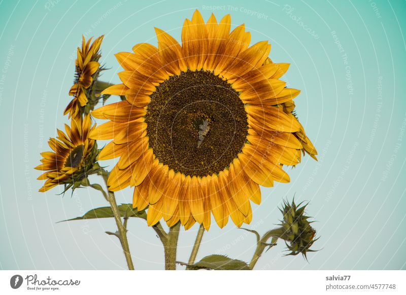 A sunny greeting Sunflower Flower Summer Blossom Garden Blossoming Plant Nature Colour photo Deserted Close-up Fragrance Yellow pretty Blossom leave Warmth