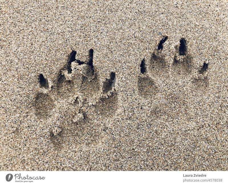 Lets go for a dog run on the beach Dog Sand paw print Paw Dog paws Animal Dog walk beach walk Beach Pet dog walking Walk the dog Nature To go for a walk