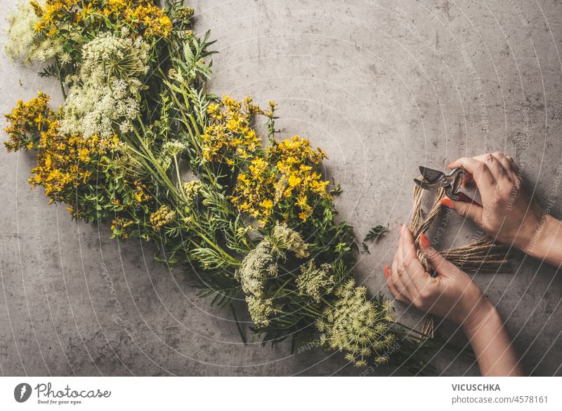 Woman hands with gardening scissors preparing various medical herbs with yellow petals for storage. Herbal flowers on grey concrete background. Top view. herbal