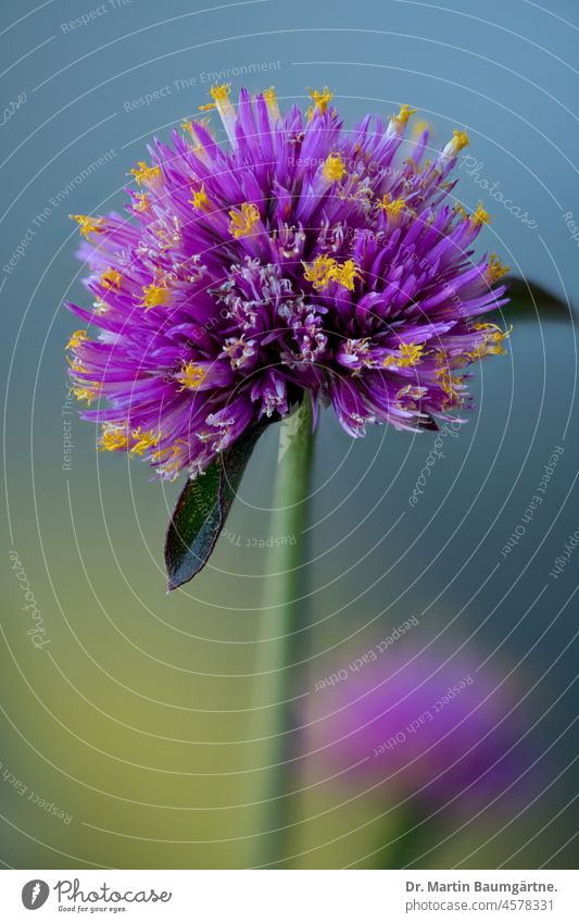 True globe amaranth (Gomphrena globosa), of the foxtail family Fire-bellied Fire Finch Gomphrena. inflorescence foxtails yearlong ornamental Tropical
