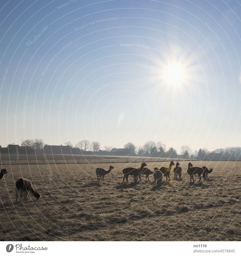 Alpaca herd grazing in the sunshine on a meadow covered with hoarfrost Agriculture Farm animals Keeping of animals Herd group Robust wool supplier Winter