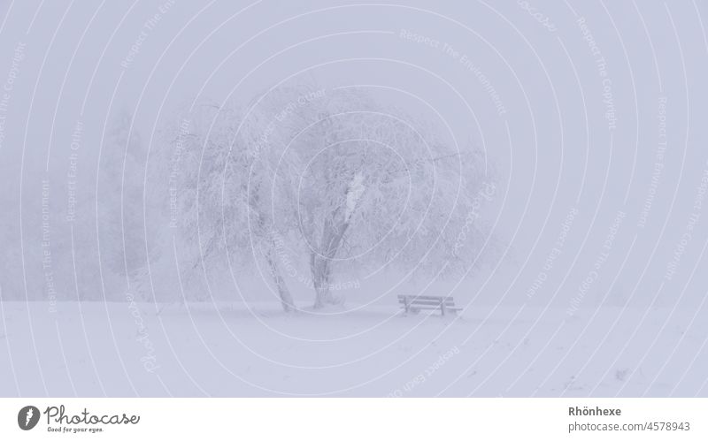 minimalist tree with bench in fog and snow foggy Landscape Fog Misty atmosphere Deserted Shroud of fog Environment Exterior shot Moody Nature Winter Winter mood