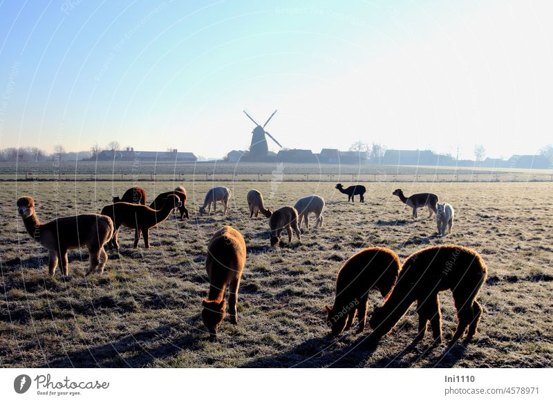 Alpaca herd grazing in the sunshine on a meadow covered with hoarfrost in the background a windmill Agriculture Farm animals Keeping of animals Herd group