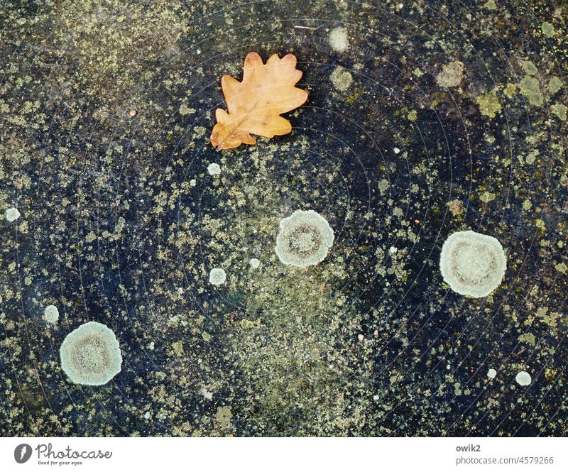 Peaceful coexistence Leaf Autumn Nature Brown Wild Oak leaf Detail Close-up Colour photo Deserted Day naturally Under Abstract Structures and shapes