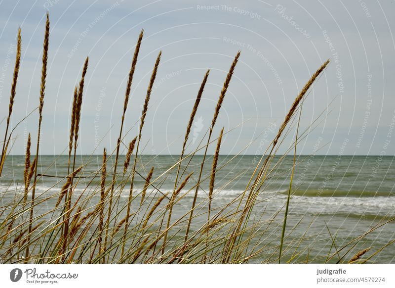 On the beach marram grass coast Beach Baltic Sea Ocean Water Nature Vacation & Travel Landscape Waves Mecklenburg-Western Pomerania Baltic coast Relaxation