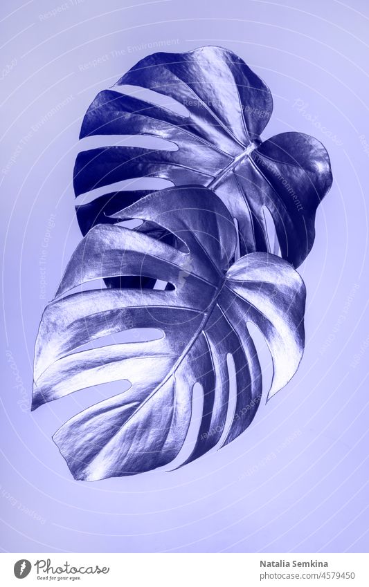 Two monstera leaves close up in trendy color of year lavender Very Peri. Vertical orientation. center toned image tropical fashion luxury palm trendy toning
