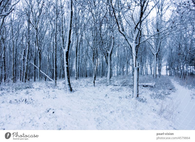 Trees in snow Outdoors icily winter landscape snowy Winter Cold Snow Nature Landscape White trees Frozen Forest pretty
