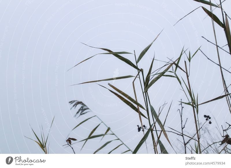 Reed by the pond reed Reeds reed grass Habitat Reed Reed Grass Common Reed December Blues Phragmites australis tranquillity winter grass Graphic December light