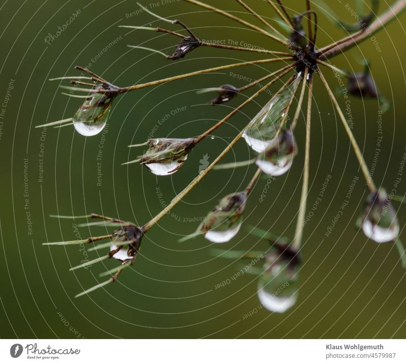 Dew water on the umbel of a wild plant Drop dripping wet Umbellifer Water Drops of water Delicate Wet Exterior shot Colour photo Green Brown