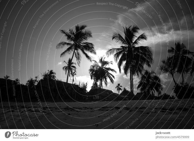 Land of milk and honey on the beach b/w Kenya Beach Palm tree Back-light Vacation & Travel Sunset Silhouette Far-off places Sky Beautiful weather Monochrome