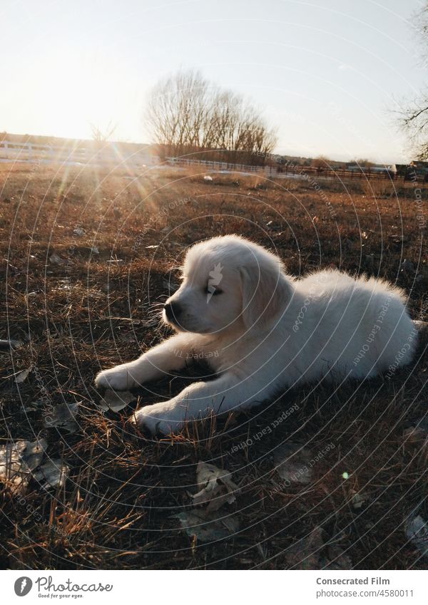 English Cream Golden Retriever puppy laying in the sun in an open country field Pure bred Puppy Dog Animals Home Country Small town