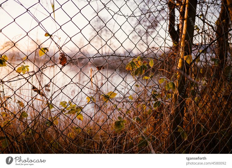 Frosty morning Fence Wire netting fence Sunrise Dawn Sunlight Hoar frost Cold Winter Morning Colour photo Ice Exterior shot Deserted Frozen Environment Close-up