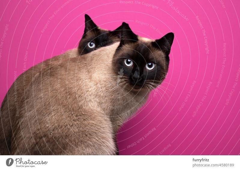 two seal point siamese cat twins sitting together on pink or magenta background pets purebred cat chocolate point brown beige two animals indoors studio shot