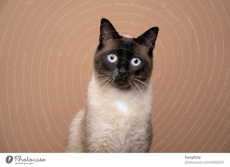siamese cat looking at camera portrait on brown background pets purebred cat seal point chocolate point beige one animal indoors studio shot copy space whisker