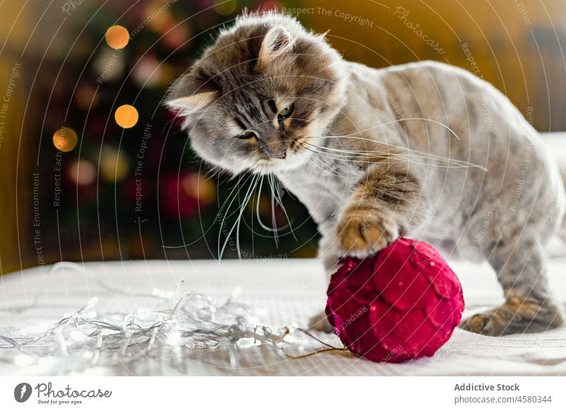 Adorable kitten on soft blanket playing with Christmas tree ball cat pet feline christmas cute animal paw adorable fur fluff holiday domestic toy little