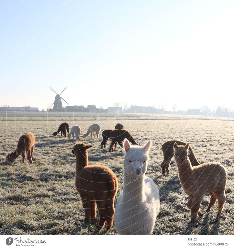 several alpacas on a frosty meadow, in the background a windmill Animal Alpaca Herd Alpaca herd Pako camel species herd animal group Wool Agriculture