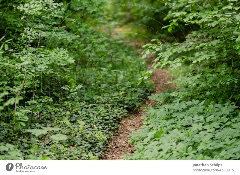 Trail in the forest with a lot of green plants path Forest Green Foliage plant Plant wax become overgrown Summer Woodground forest bath Forest walk forest hike