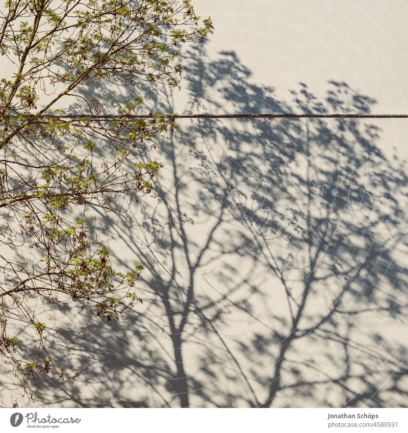 Shadow play of tree on bare house wall Sunlight background texture Esthetic Minimalistic Simple Structures and shapes Pattern Surface Surface structure