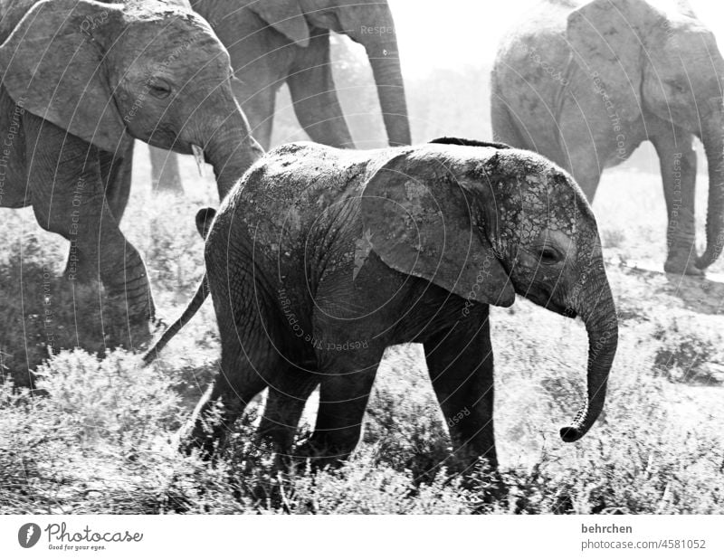 pure wilderness addo elephant national park Wilderness Nature Freedom Elephant Baby elefant Elephant skin Ivory Love of animals Animal protection Wanderlust