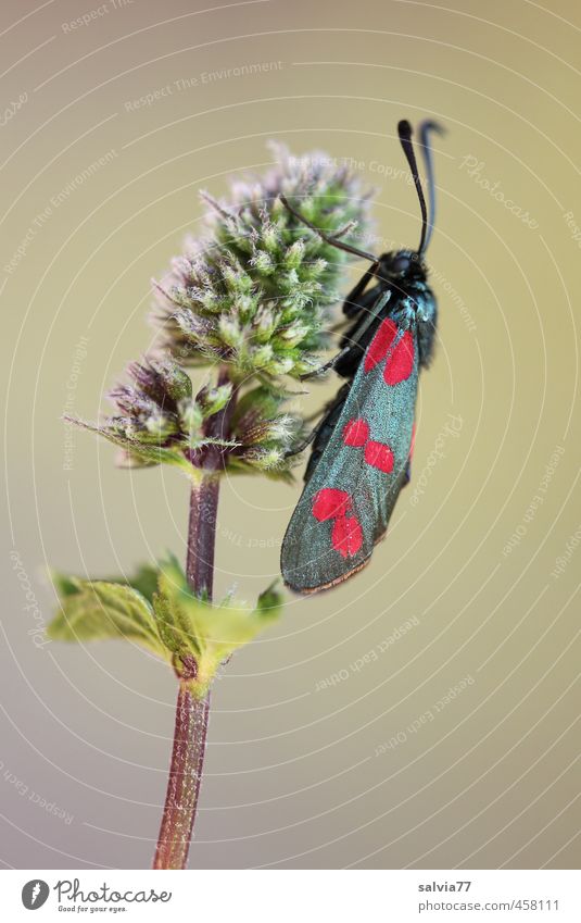 rest Environment Nature Plant Animal Summer Blossom Wild plant Garden Field Wild animal Butterfly 1 Multicoloured Pink Red Black Burnet Stationary Sit Insect