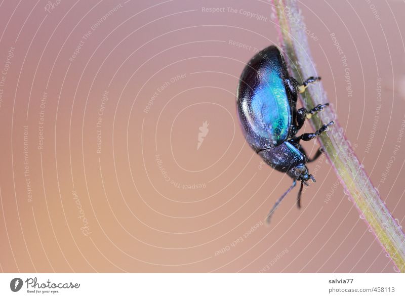 iridescent beetle 3 Environment Nature Plant Summer Animal Wild animal Beetle 1 Crawl Glittering Blue Green Turquoise Insect Dazzling Climbing Shell Downward