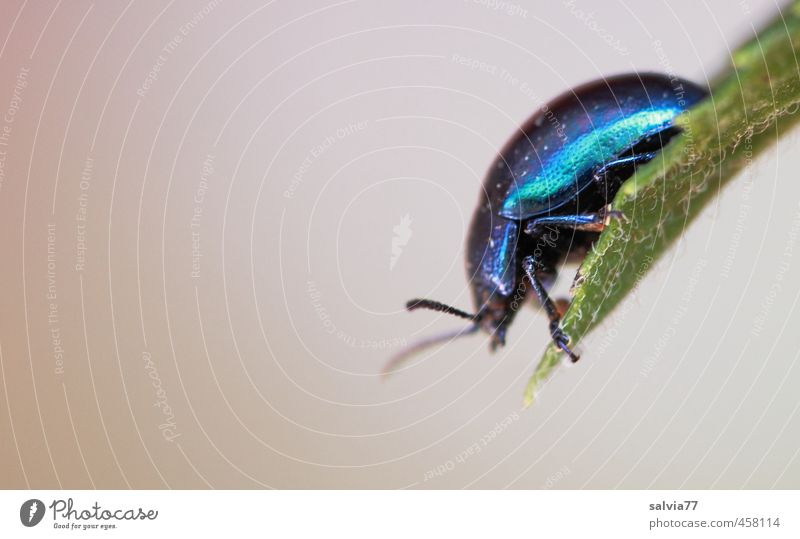 iridescent beetle 2 Environment Nature Plant Summer Leaf Wild plant Garden Animal Wild animal Beetle 1 Crawl Blue Green Turquoise Climbing Insect Shell Dazzling
