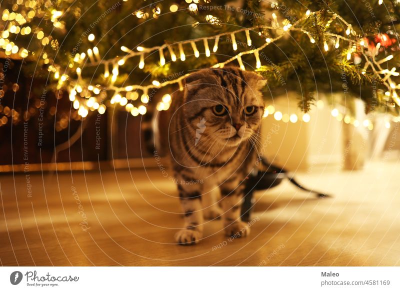 A cat under a glowing Christmas tree adorable animal beautiful box card celebrate christmas claus curious cute day decoration domestic face feline frost funny