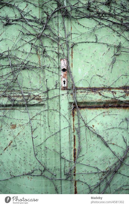 Locked rusty green old iron door overgrown by vines on an old factory site in the Margarethenhöhe district of Giessen on the Lahn in Hesse, Germany Goal Iron