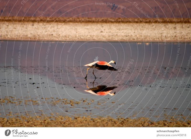flamingo Bird Flamingo Chile Salar de Atacama Reflection Water Movement