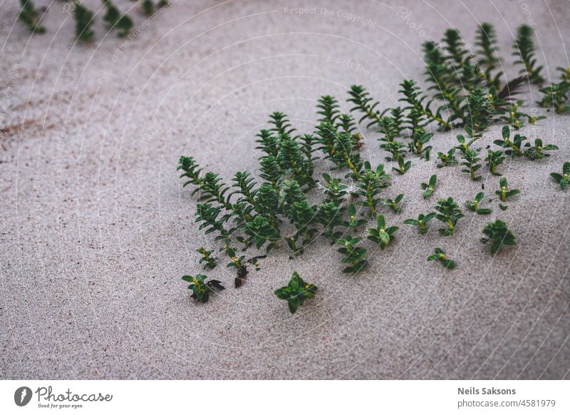 green grass in sand Baltic sea beach abstract background beautiful botany closeup coast day environment flora fresh garden grow growth leaf natural nature