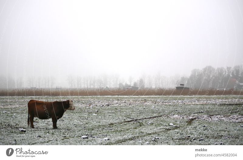Left in the snow Cow Snow Cattle Willow tree Winter Meadow Loneliness Lonely Grass Agriculture Fog Farm Landscape Winter mood Nature Animal Field Bull Beef