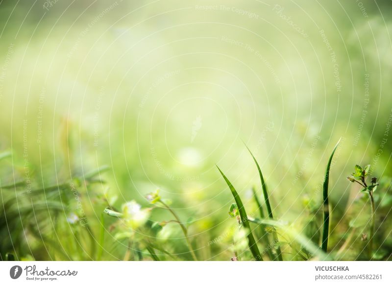 Nature background with green grass and flowers. Meadow with blurred bokeh effects and blade of grass in motion. Front view. nature background meadow front view