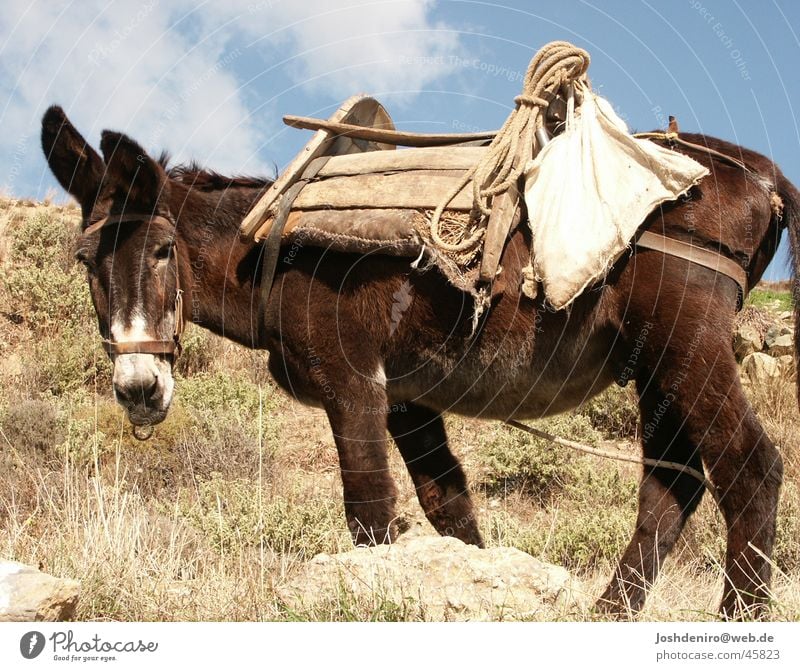 the donkey from the pampas Animal Crete Agriculture Transport Farmer Nature Donkey