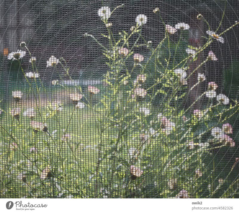 herbaceous perennial Spanish daisy Professional Herbs Karwinsky's Professional Herb Wall Daisies Erigeron carvinskianus composite Ornamental plant colourful